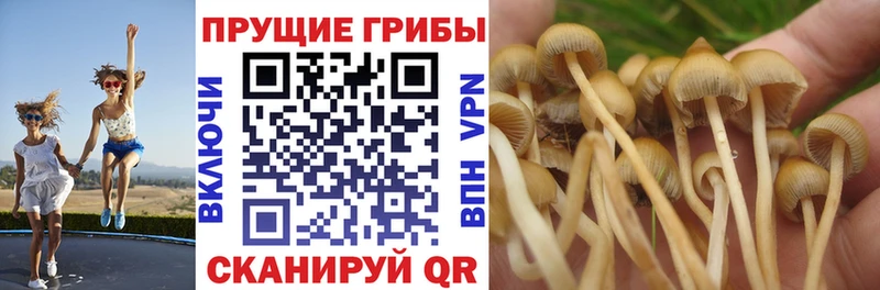 Псилоцибиновые грибы MAGIC MUSHROOMS  наркошоп  Медынь 